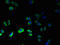 Probable G-protein coupled receptor 75 antibody, CSB-PA009829LA01HU, Cusabio, Immunofluorescence image 