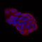 Glucagon antibody, NL1249R, R&D Systems, Immunocytochemistry image 