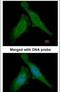 Damage Specific DNA Binding Protein 1 antibody, PA5-21282, Invitrogen Antibodies, Immunofluorescence image 