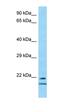 Transcription factor 23 antibody, orb325608, Biorbyt, Western Blot image 