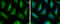 ATP Binding Cassette Subfamily B Member 1 antibody, GTX108370, GeneTex, Immunofluorescence image 