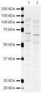 Solute Carrier Family 1 Member 3 antibody, PA5-19709, Invitrogen Antibodies, Western Blot image 