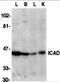 ICAD antibody, 2003, ProSci Inc, Western Blot image 