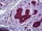 Myosin Heavy Chain 9 antibody, LS-B5936, Lifespan Biosciences, Immunohistochemistry frozen image 