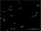 LIM Homeobox 4 antibody, H00089884-M15, Novus Biologicals, Immunofluorescence image 
