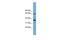 Negative Elongation Factor Complex Member C/D antibody, PA5-44841, Invitrogen Antibodies, Western Blot image 