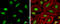 LIG3 antibody, GTX103197, GeneTex, Immunofluorescence image 