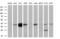 NudE Neurodevelopment Protein 1 Like 1 antibody, MA5-25657, Invitrogen Antibodies, Western Blot image 
