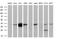 NudE Neurodevelopment Protein 1 Like 1 antibody, MA5-25657, Invitrogen Antibodies, Western Blot image 