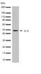 Interleukin 9 antibody, 701229, Invitrogen Antibodies, Western Blot image 