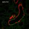 Amiloride-sensitive sodium channel subunit alpha antibody, LS-C777185, Lifespan Biosciences, Immunohistochemistry frozen image 