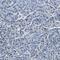 BCL2 Interacting Protein 3 Like antibody, HPA015652, Atlas Antibodies, Immunohistochemistry paraffin image 