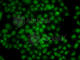 ATM Interactor antibody, A7272, ABclonal Technology, Immunofluorescence image 