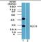 Regulator Of G Protein Signaling 19 antibody, orb95735, Biorbyt, Western Blot image 