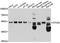 Serine/Threonine Kinase 24 antibody, A10576, ABclonal Technology, Western Blot image 