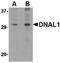 Dynein Axonemal Light Chain 1 antibody, PA5-20573, Invitrogen Antibodies, Western Blot image 