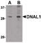 Dynein Axonemal Light Chain 1 antibody, PA5-20573, Invitrogen Antibodies, Western Blot image 