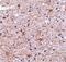 Transmembrane P24 Trafficking Protein 10 antibody, PA5-20315, Invitrogen Antibodies, Immunohistochemistry paraffin image 