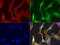 EGFR antibody, LS-C796752, Lifespan Biosciences, Immunofluorescence image 