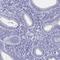 Synaptonemal Complex Protein 3 antibody, HPA043938, Atlas Antibodies, Immunohistochemistry frozen image 