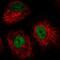 Interferon Regulatory Factor 2 Binding Protein 2 antibody, NBP2-56551, Novus Biologicals, Immunofluorescence image 