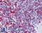 Protocadherin 12 antibody, LS-B4995, Lifespan Biosciences, Immunohistochemistry paraffin image 