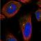 Centriolar Coiled-Coil Protein 110 antibody, NBP2-13073, Novus Biologicals, Immunocytochemistry image 
