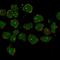 Cilia And Flagella Associated Protein 73 antibody, HPA048539, Atlas Antibodies, Immunofluorescence image 