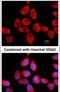 60S acidic ribosomal protein P2 antibody, PA5-27541, Invitrogen Antibodies, Immunofluorescence image 