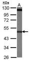 Tubulin Beta 4A Class IVa antibody, TA308381, Origene, Western Blot image 