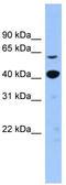 Zinc Finger Protein 883 antibody, TA339854, Origene, Western Blot image 