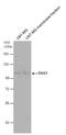 Dystroglycan 1 antibody, PA5-28179, Invitrogen Antibodies, Western Blot image 