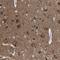 Neuropeptide S Receptor 1 antibody, NBP1-91966, Novus Biologicals, Immunohistochemistry frozen image 