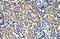 Phosphorylase Kinase Catalytic Subunit Gamma 2 antibody, NBP1-54866, Novus Biologicals, Immunohistochemistry frozen image 