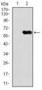 Calcium/Calmodulin Dependent Protein Kinase IV antibody, GTX60667, GeneTex, Western Blot image 