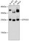 General Transcription Factor IIIC Subunit 6 antibody, 14-863, ProSci, Western Blot image 