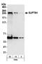 SPT6 Homolog, Histone Chaperone And Transcription Elongation Factor antibody, NB100-2583, Novus Biologicals, Western Blot image 