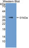 T-box transcription factor TBX21 antibody, MBS2028673, MyBioSource, Western Blot image 