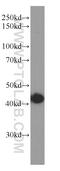 Transmembrane Protein 106B antibody, 60333-1-Ig, Proteintech Group, Western Blot image 