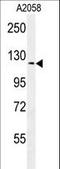 NCK Associated Protein 1 antibody, LS-C164775, Lifespan Biosciences, Western Blot image 