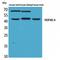 DnaJ Heat Shock Protein Family (Hsp40) Member A1 antibody, LS-C386920, Lifespan Biosciences, Western Blot image 