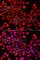 Retinoic Acid Receptor Gamma antibody, A7448, ABclonal Technology, Immunofluorescence image 