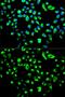 Tyrosine 3-Monooxygenase/Tryptophan 5-Monooxygenase Activation Protein Theta antibody, GTX32983, GeneTex, Immunofluorescence image 