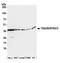 Transformer 2 Beta Homolog antibody, A305-011A, Bethyl Labs, Western Blot image 