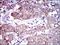 Activated Leukocyte Cell Adhesion Molecule antibody, NBP2-37358, Novus Biologicals, Immunohistochemistry frozen image 