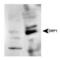 Dynamin 1 Like antibody, PA1-16987, Invitrogen Antibodies, Western Blot image 