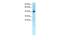 Transcription Factor Like 5 antibody, PA5-40384, Invitrogen Antibodies, Western Blot image 