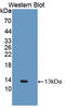 C-X-C Motif Chemokine Ligand 11 antibody, LS-C372896, Lifespan Biosciences, Western Blot image 