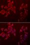 Serine/Threonine Kinase Receptor Associated Protein antibody, orb373322, Biorbyt, Immunofluorescence image 