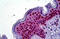 Lysine Methyltransferase 5A antibody, MBS246102, MyBioSource, Immunohistochemistry frozen image 